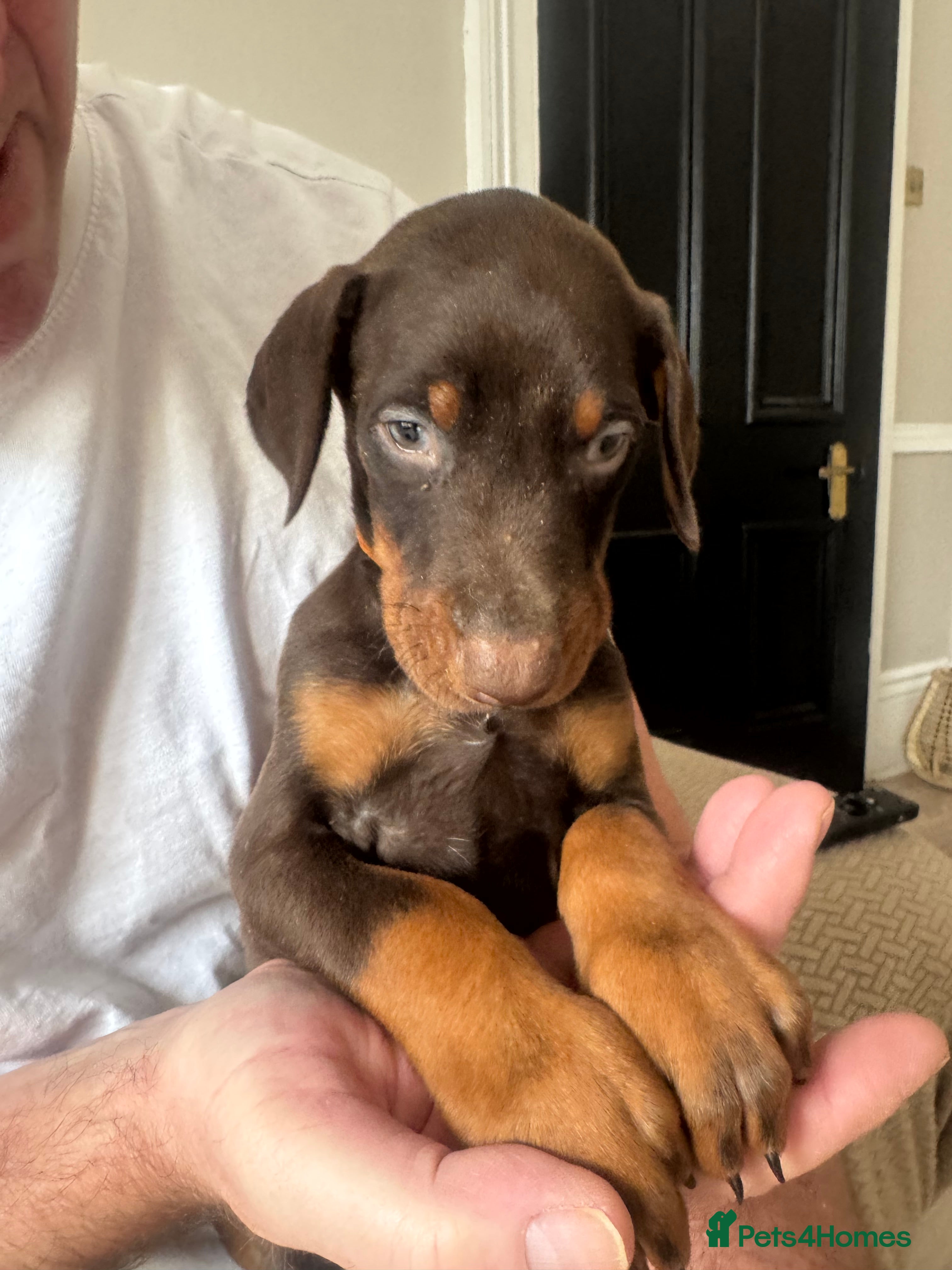 Dobermann dogs  Doberman puppies only 1 brown boy available  - Advert 5
