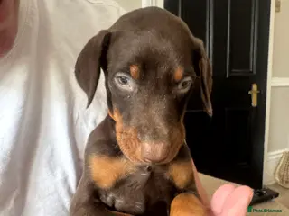 Dobermann dogs Doberman puppies only 1 brown boy available - Advert 5