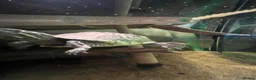 Turtle reptiles for sale: 2 musk turtles  in Newark - Advert 7