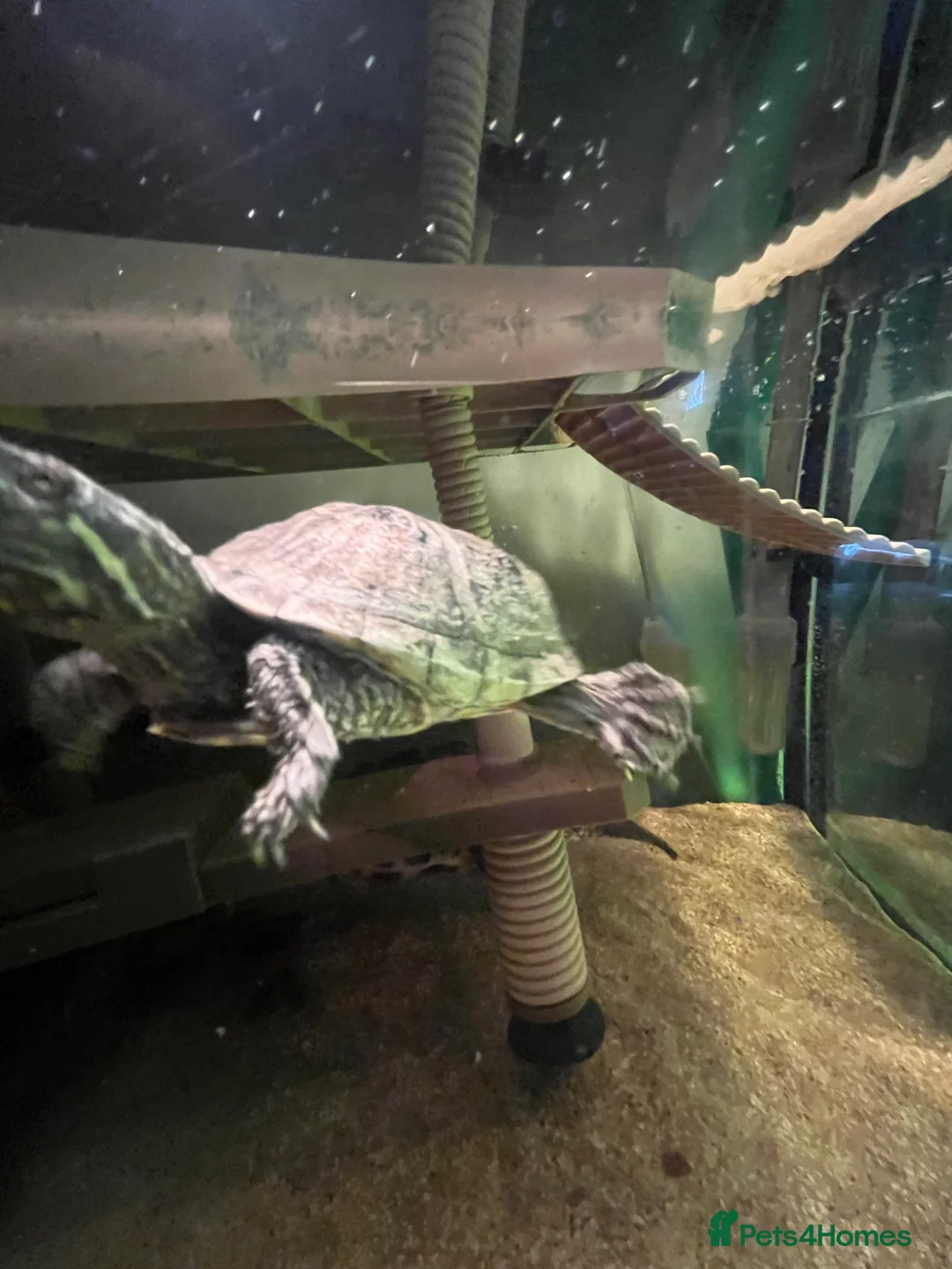 Turtle reptiles for sale: 2 musk turtles  in Newark - Advert 7
