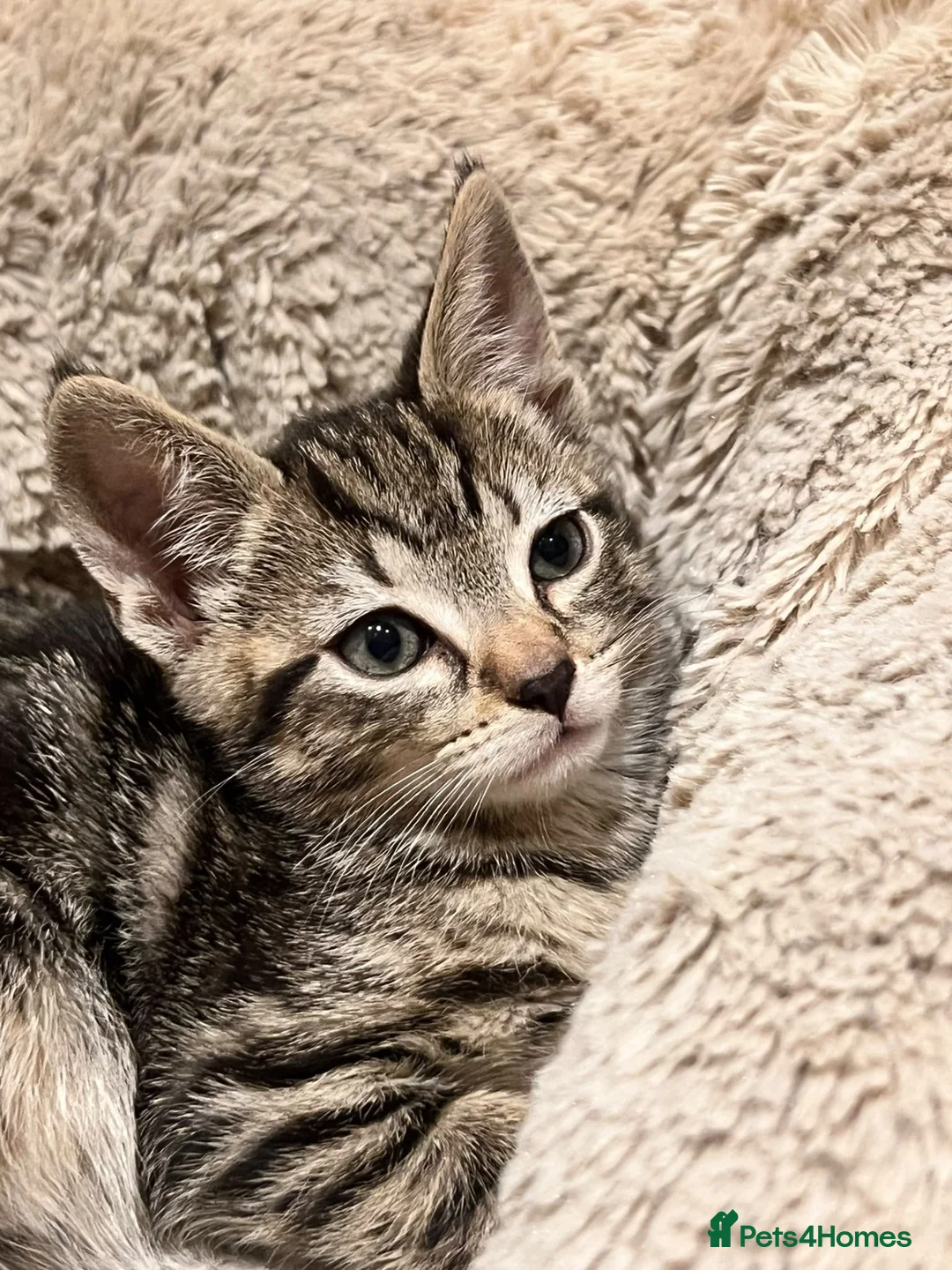 Mixed Breed cats for adoption: Red tabby rescue kitten, Jessie needs a home - Advert 1