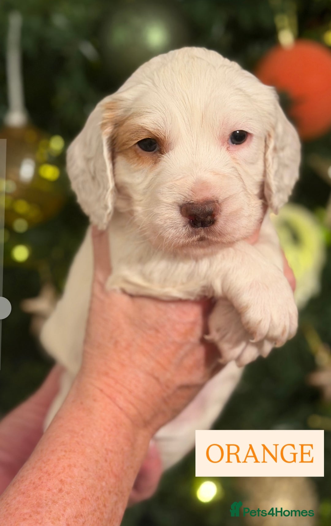 Cocker Spaniel dogs for sale: Cocker Spaniel Puppies - Advert 9