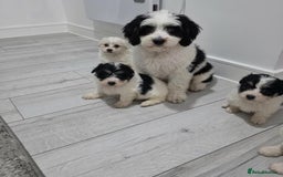 Cavachon dogs for sale: Cavachon puppies  - Image 19
