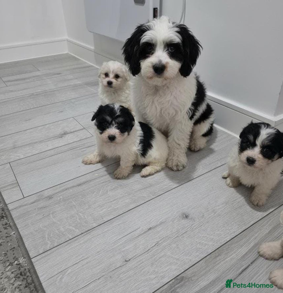 Cavachon dogs for sale: Cavachon puppies  - Image 19
