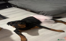 Rottweiler dogs for sale: Bear the Rottweiler  - Image 10