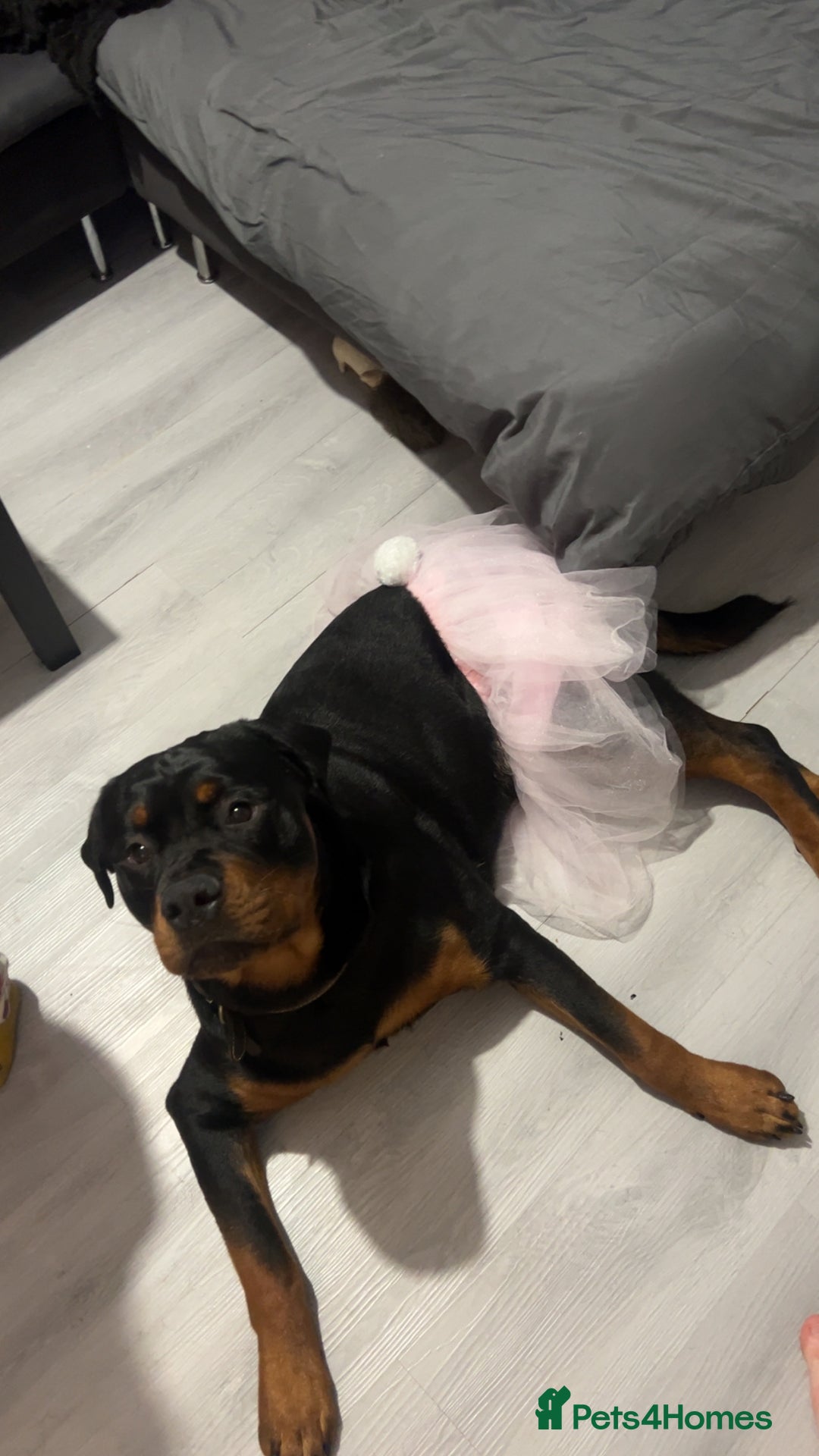Rottweiler dogs for sale: Bear the Rottweiler  - Image 10