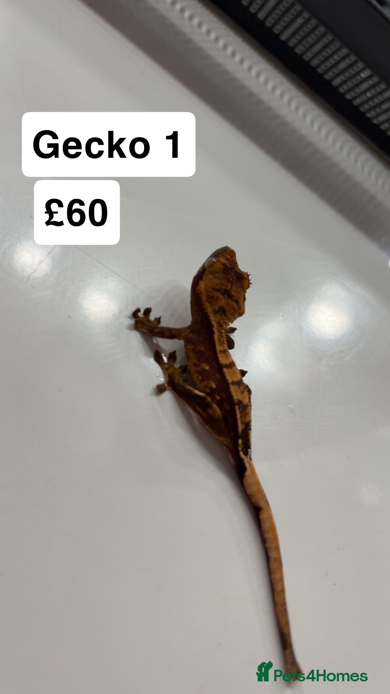 Gecko reptiles  Crested gecko babies  - Advert 9