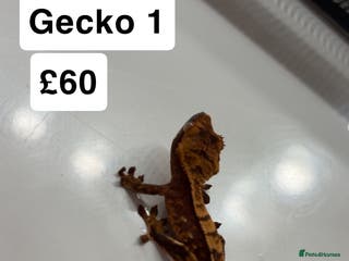 Gecko reptiles Crested gecko babies - Advert 11