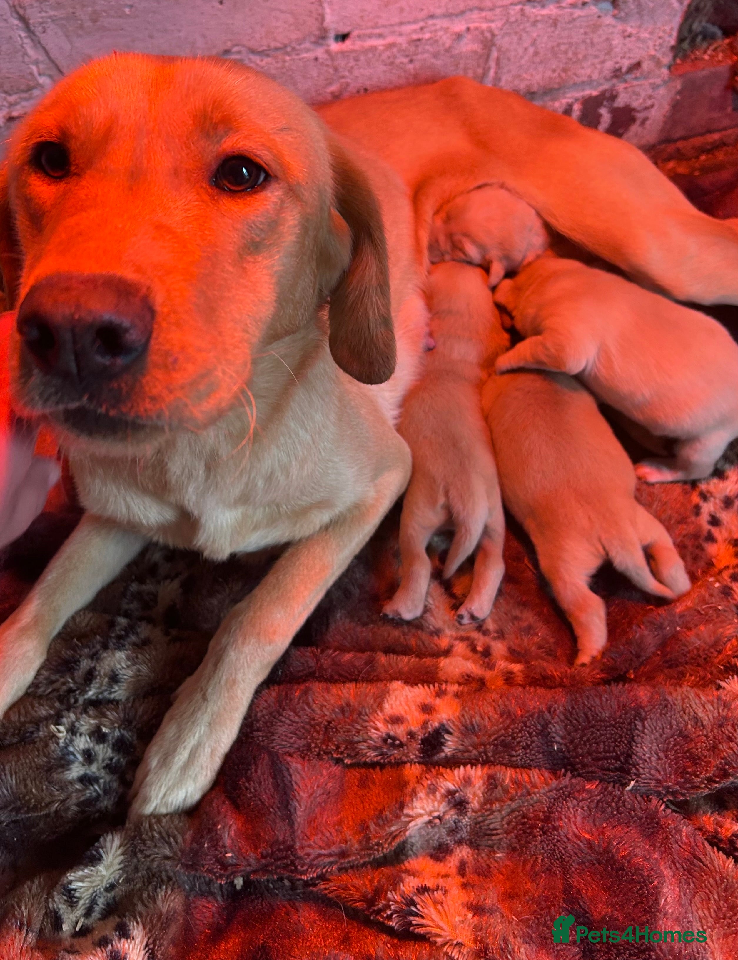 Labrador Retriever dogs Beautiful chunky fox red labradors 1 BOY LEFT  - Advert 1