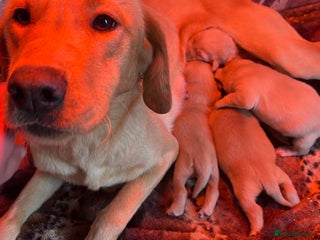 Labrador Retriever dogs Beautiful chunky fox red labradors 1 BOY LEFT - Advert 1