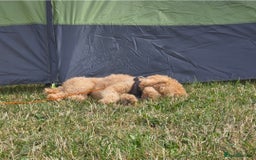 Shihpoo dogs for sale: ADORABLE F1B SHIHPOO PUPPIES! - Image 17