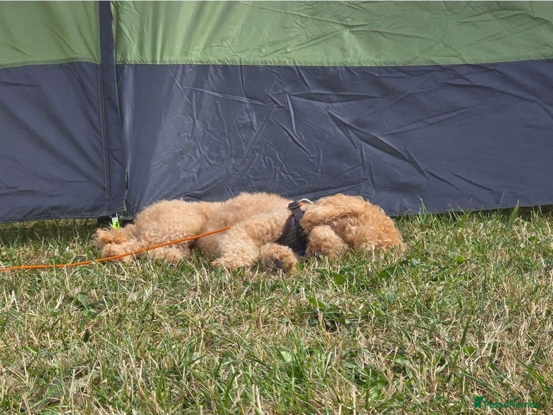 Shihpoo dogs for sale: ADORABLE F1B SHIHPOO PUPPIES! - Image 17