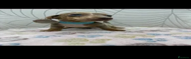 Miniature Dachshund 1
