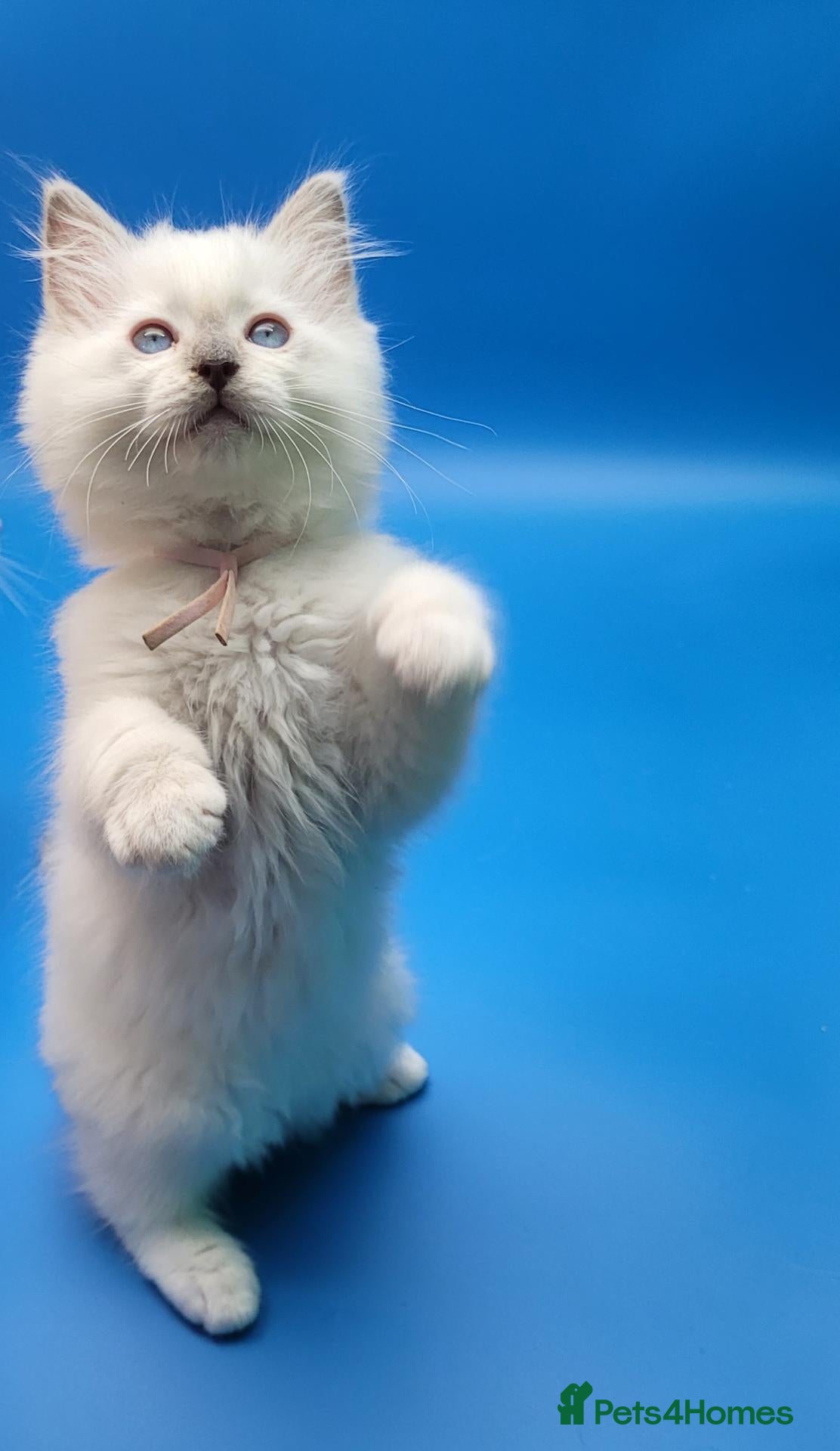 Ragdoll cats Beautiful GCCF Registered Ragdoll Boys - Advert 21