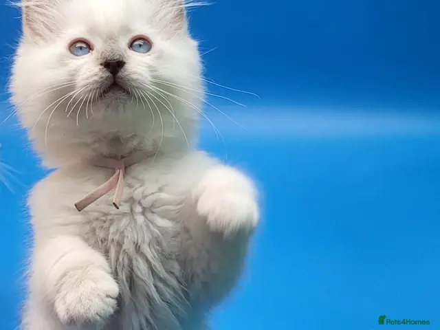 Ragdoll cats Beautiful GCCF Registered Ragdoll Boys - Advert 3