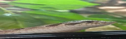 Snake reptiles for sale: Hog nose snake + enclosure for sale  in London - Advert 3