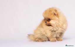 Pomeranian dogs for sale: True to type Pomeranian Puppies  - Image 16