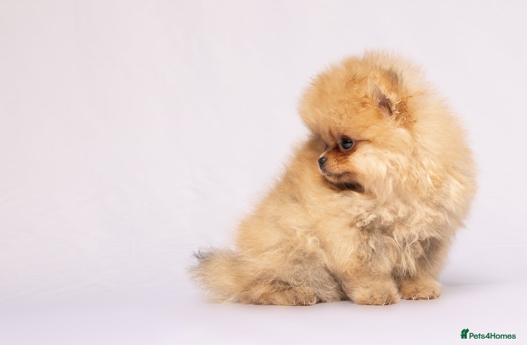 Pomeranian dogs for sale: True to type Pomeranian Puppies  - Image 16