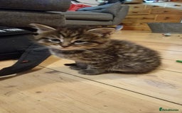 Maine Coon cats for sale: Beautiful Mainecoon X  9 kittens  - Image 19