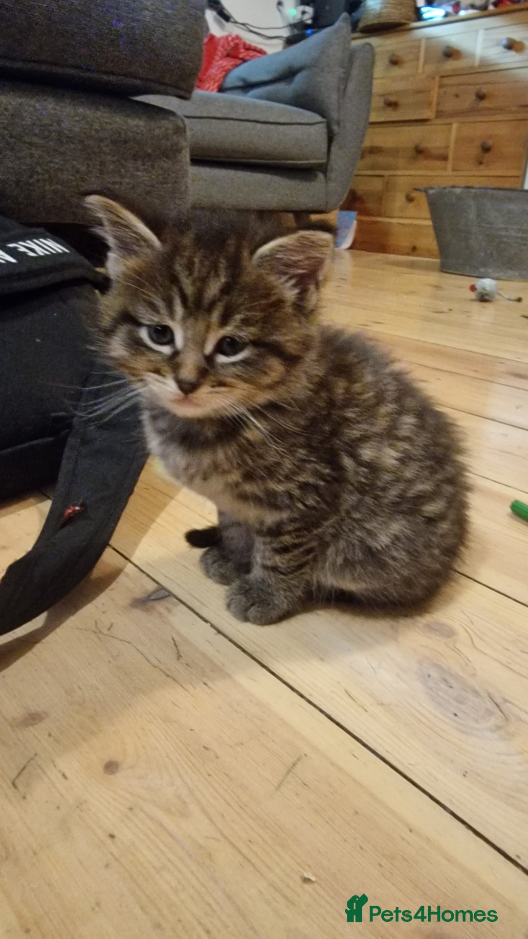 Maine Coon cats for sale: Beautiful Mainecoon X  9 kittens  - Image 19