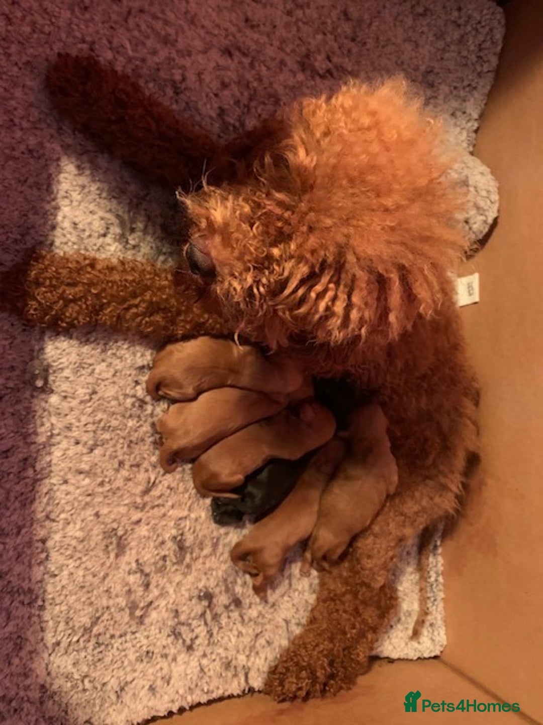 Cavapoo dogs for sale: Gorgeous Cavapoo puppies - Image 8
