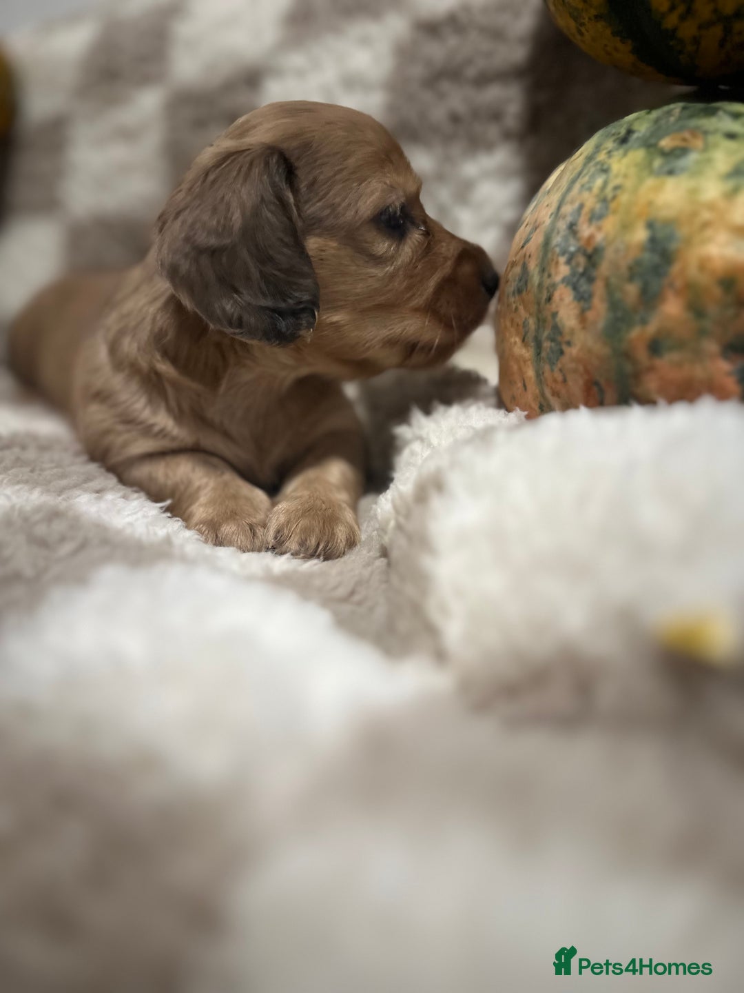 Miniature Dachshund dogs for sale: 5 Beautiful Long Haired Miniature Daschund’s   - Image 11