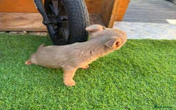 Jack Russell dogs for sale: Miniature Jack Russell puppies Ready to leave in Gillingham - Image 27