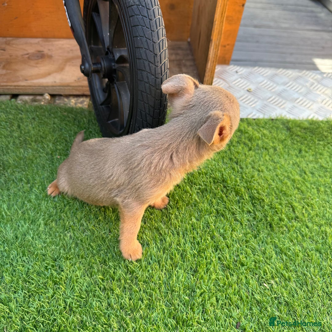 Jack Russell dogs for sale: Miniature Jack Russell puppies Ready to leave in Gillingham - Image 27