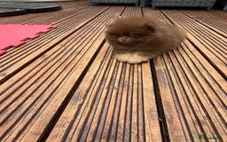 Pomeranian dogs for sale: Super Quite teddy bear Pomeranians puppy’s  - Image 4