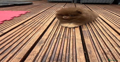Pomeranian dogs - Advert 3