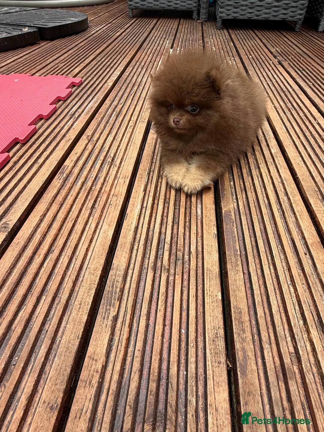 Pomeranian dogs for sale: Super Quite teddy bear Pomeranians puppy’s  - Image 4