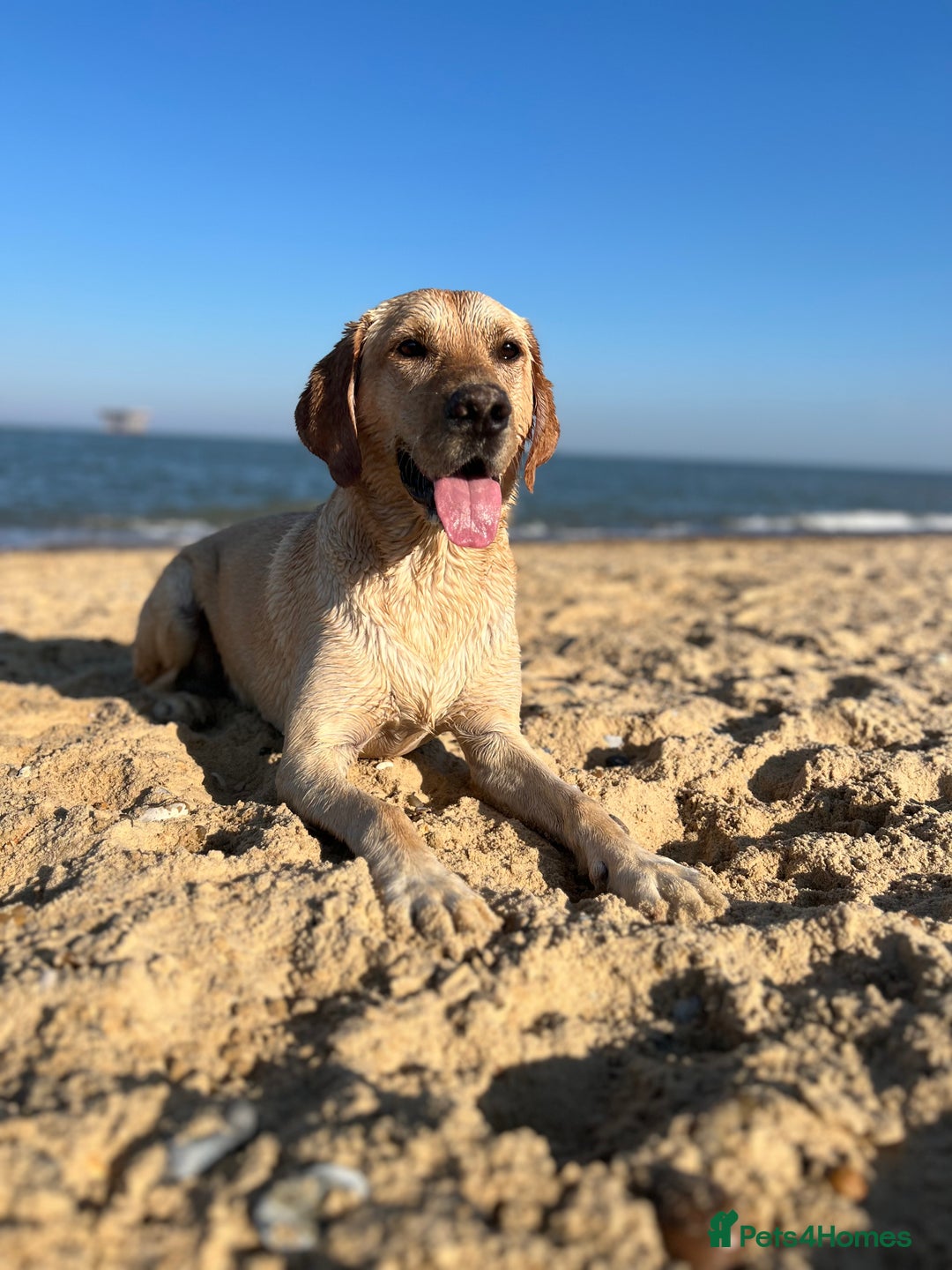 Labrador Retriever dogs for sale: Sensitive and Devoted Labrador  - Image 7