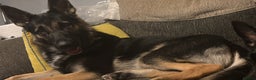 German Shepherd dogs for sale: Badger - Advert 3