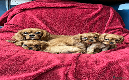Cavalier King Charles Spaniel dogs for sale: Ruby Red Cavalier puppies ready for new homes ❤️ - Image 1