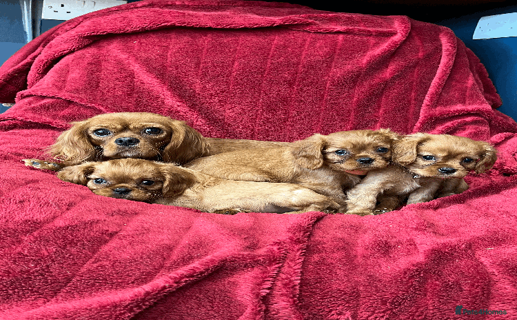 Cavalier King Charles Spaniel dogs - Advert 14