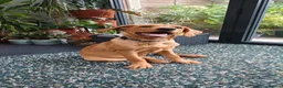 Labrador Retriever dogs for sale: Fox Red Labrador Puppy - Advert 2