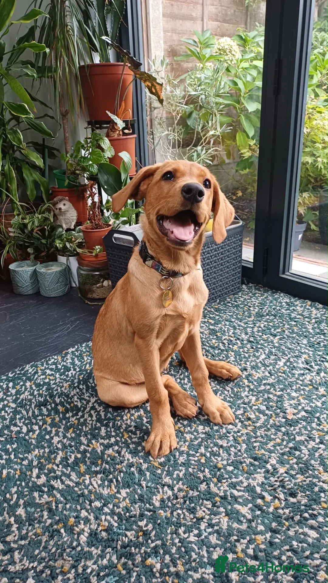 Labrador Retriever dogs for sale: Fox Red Labrador Puppy - Advert 2
