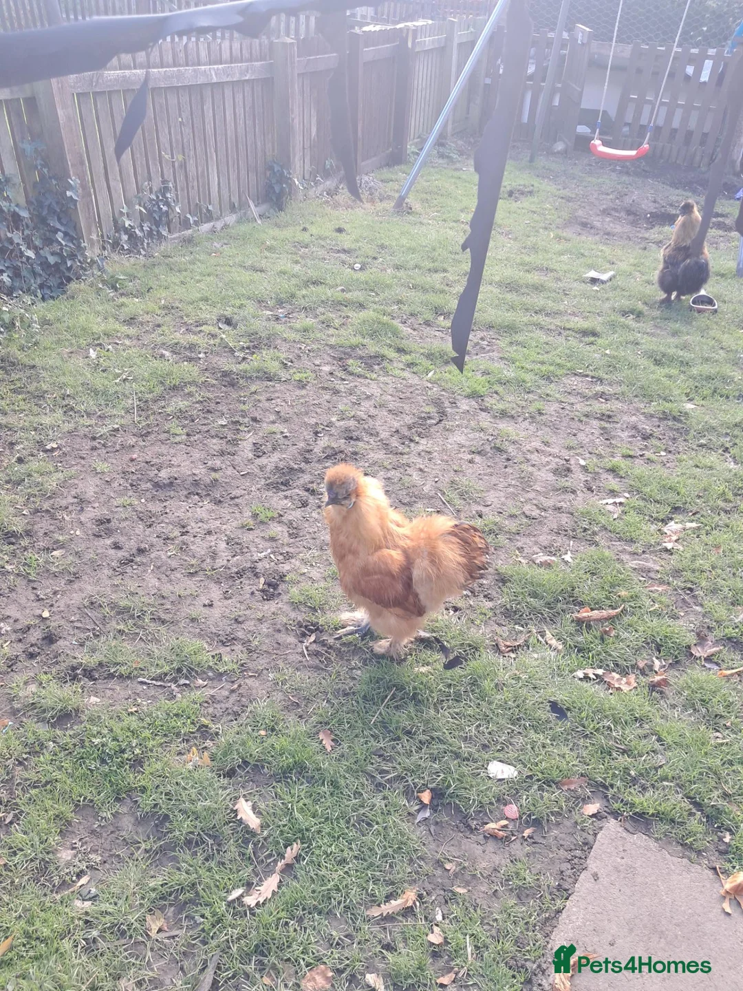 Chickens poultry for sale: Cockerel silkies in Dewsbury - Advert 1