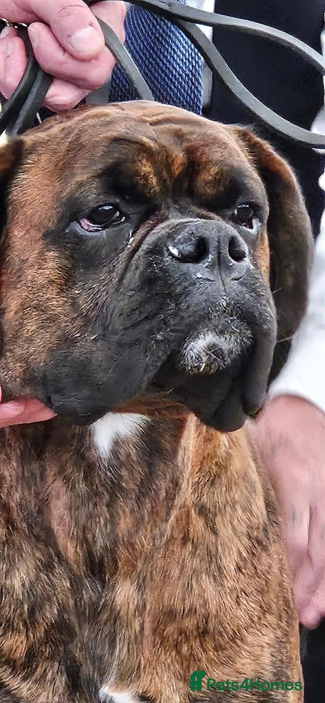 Boxer dogs for stud: Champion lined boxer for stud in Colwyn Bay - Advert 10