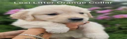 Golden Retriever dogs for sale: Show Line Golden Retriever pups available - Advert 13