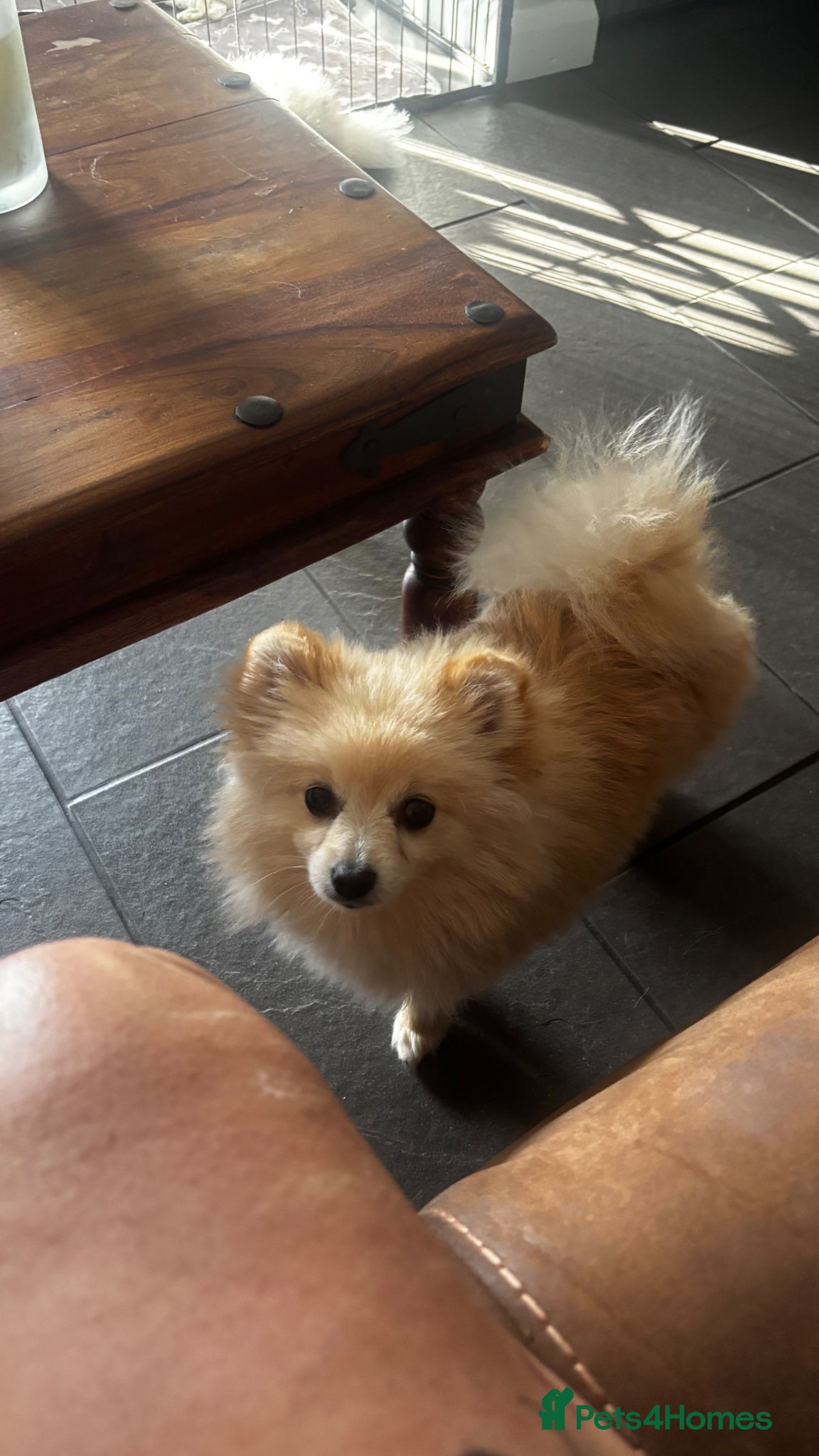 Pomeranian dogs Bruce’s the most loving . Pomeranian  reduced  - Advert 10