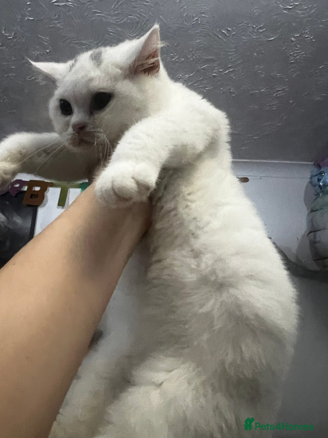 British Shorthair cats for sale: Last 2 stunning kittens BSH ready now - Advert 9