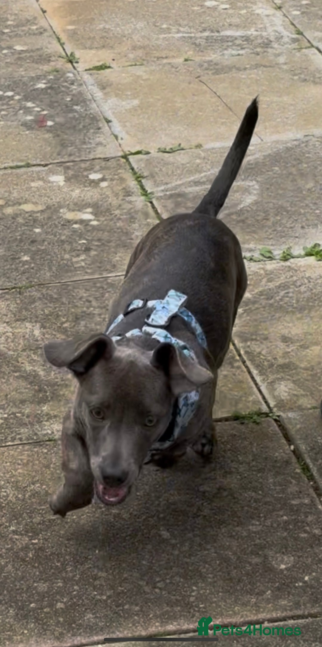 Mixed Breed dogs for sale: Pippa  - Advert 3