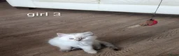 Ragdoll cats for sale: 6 beautiful pedigree kittens - Advert 10