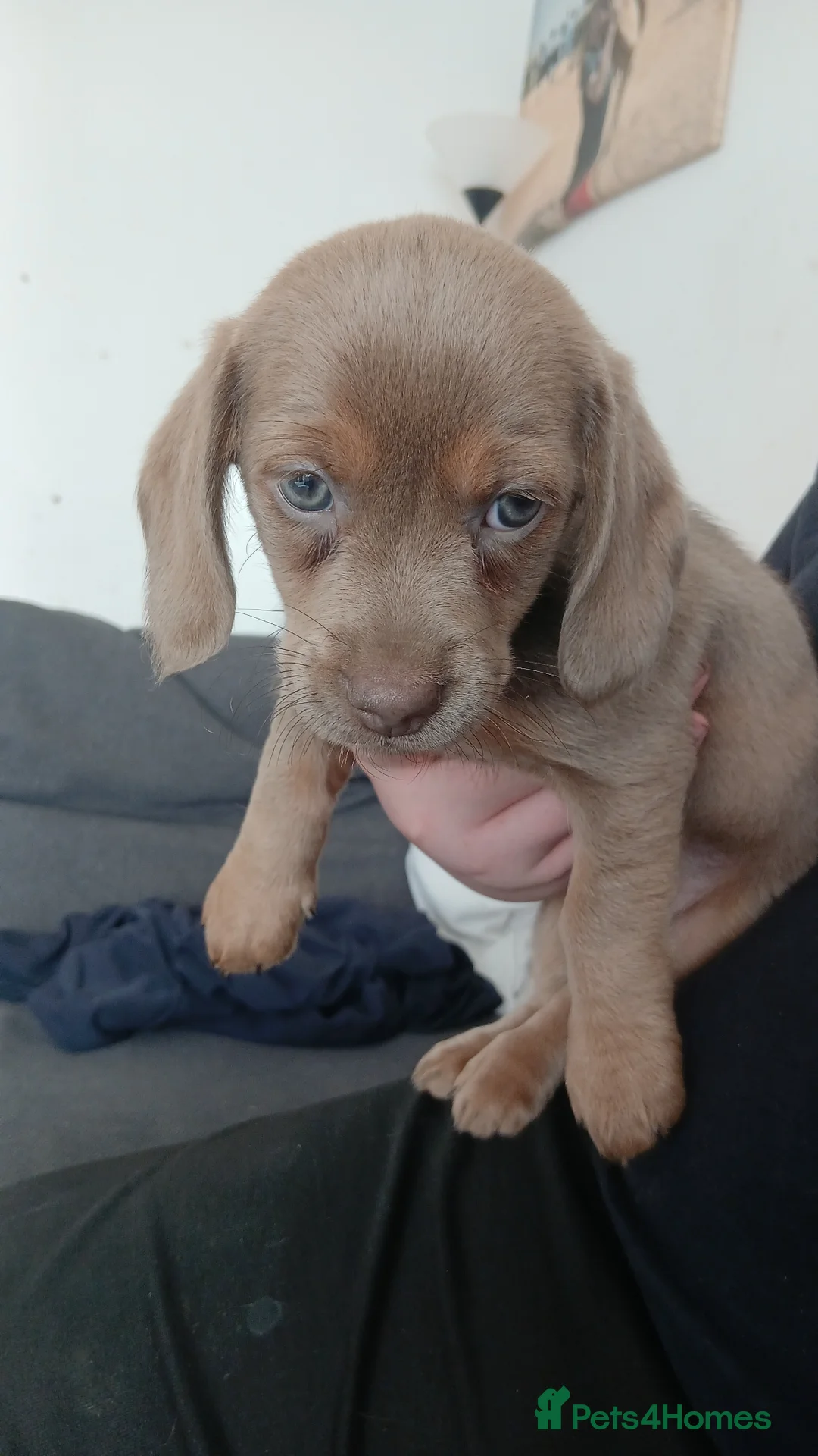 Dachshund dogs for sale: Beautiful liter of pups  - Advert 1