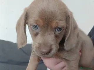 Dachshund dogs Beautiful liter of pups - Advert 22