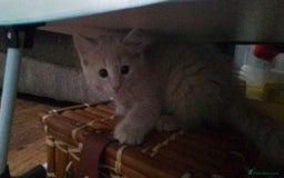 Maine Coon cats for sale: Maine coon cross persian  - Image 9