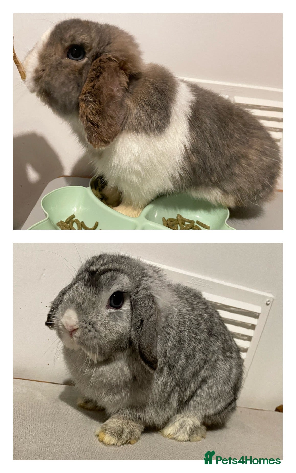 Mini Lop rabbits Pure Bred Mini Lops 🩵🩷 - Advert 1