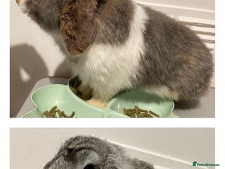 Mini Lop rabbits Pure Bred Mini Lops 🩵🩷 - Advert 1