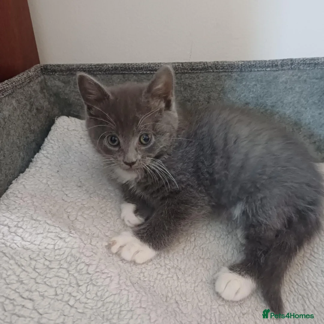Mixed Breed cats for sale: 4 Girls and 1 boy😍😍 - Advert 20